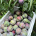 李子.五月脆.八宝丹红宝石口感脆甜万亩基地一手货源