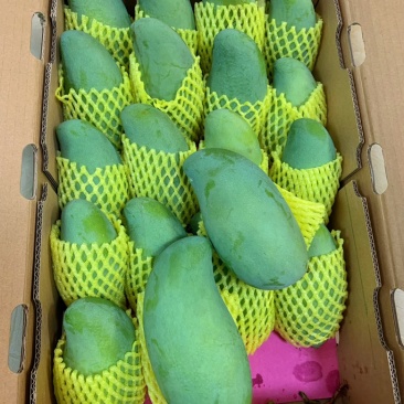 百色芒果（红象牙、台农