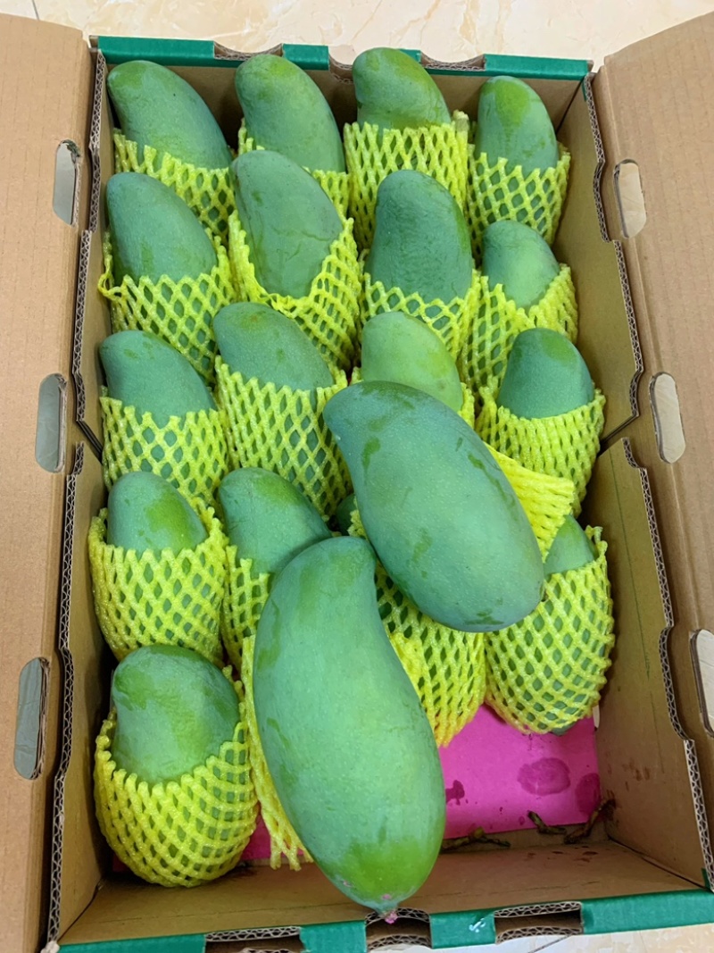 百色芒果（红象牙、台农