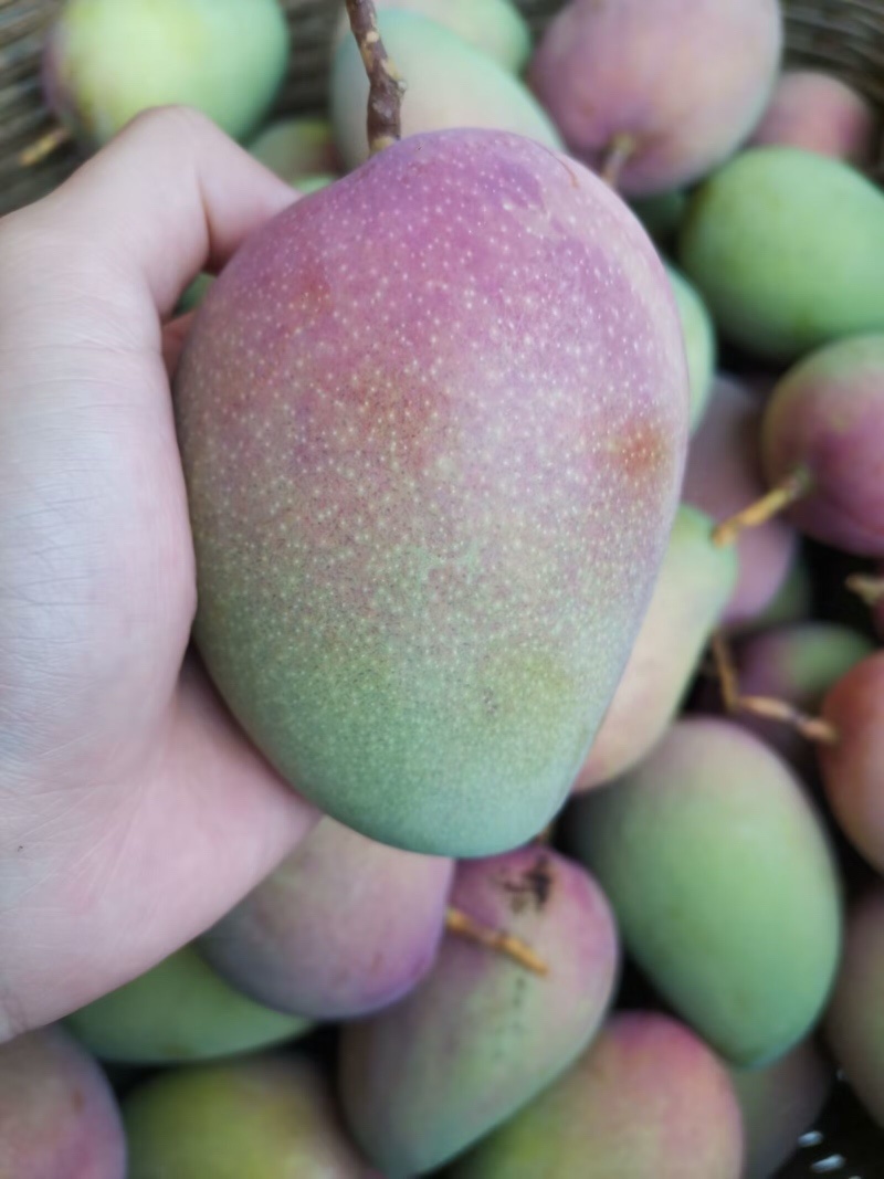 百色芒果（红象牙、台农