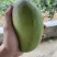百色芒果（红象牙、台农