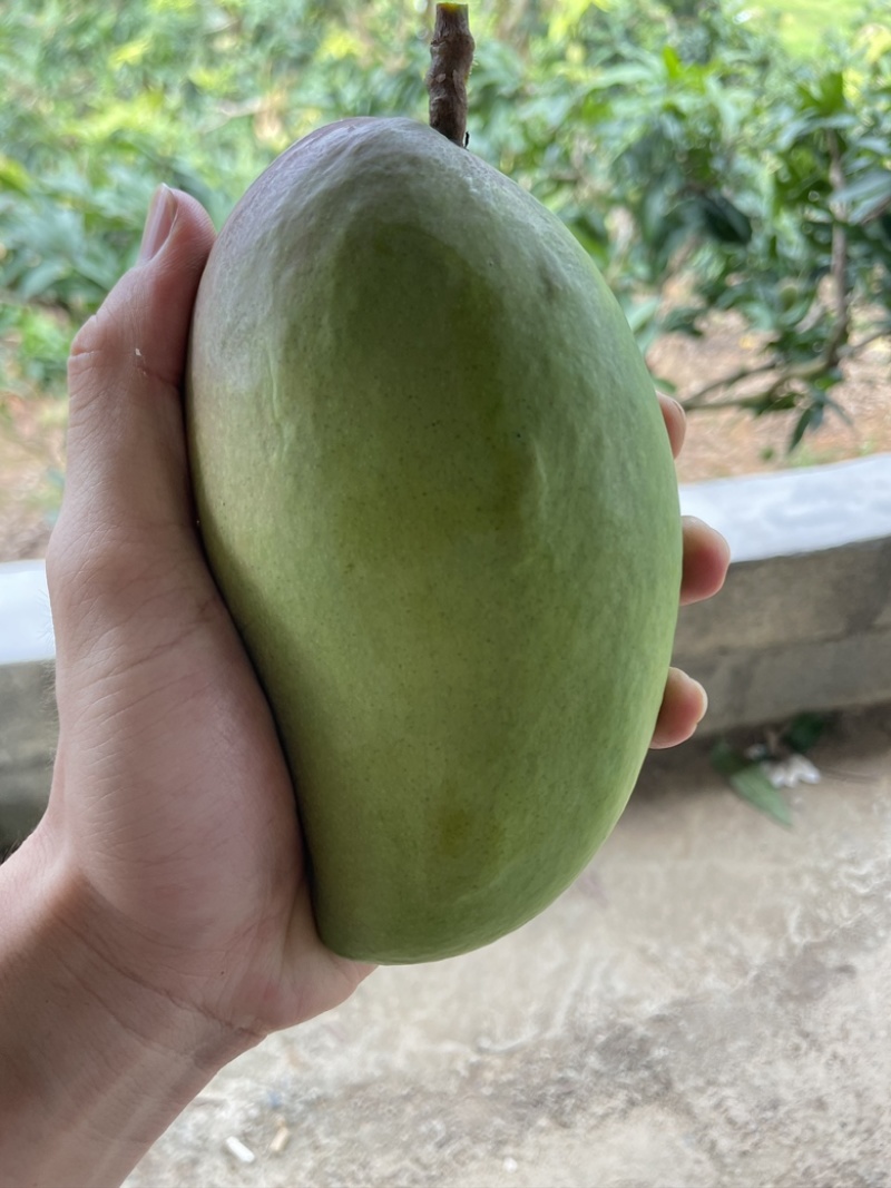 百色芒果（红象牙、台农