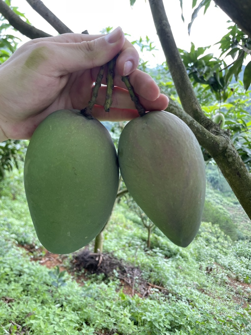百色芒果（红象牙、台农