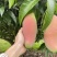 百色芒果（红象牙、台农