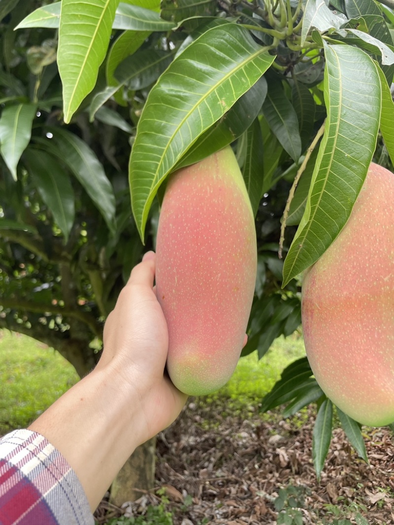 百色芒果（红象牙、台农
