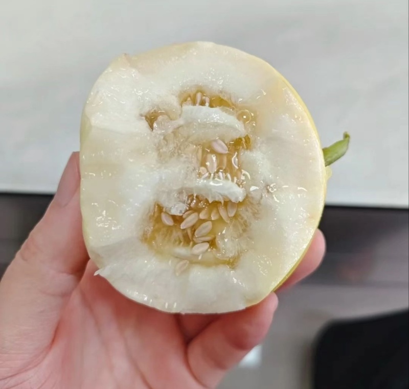 【推荐】河南许昌鄢陵美浓甜瓜供应市场商超电商