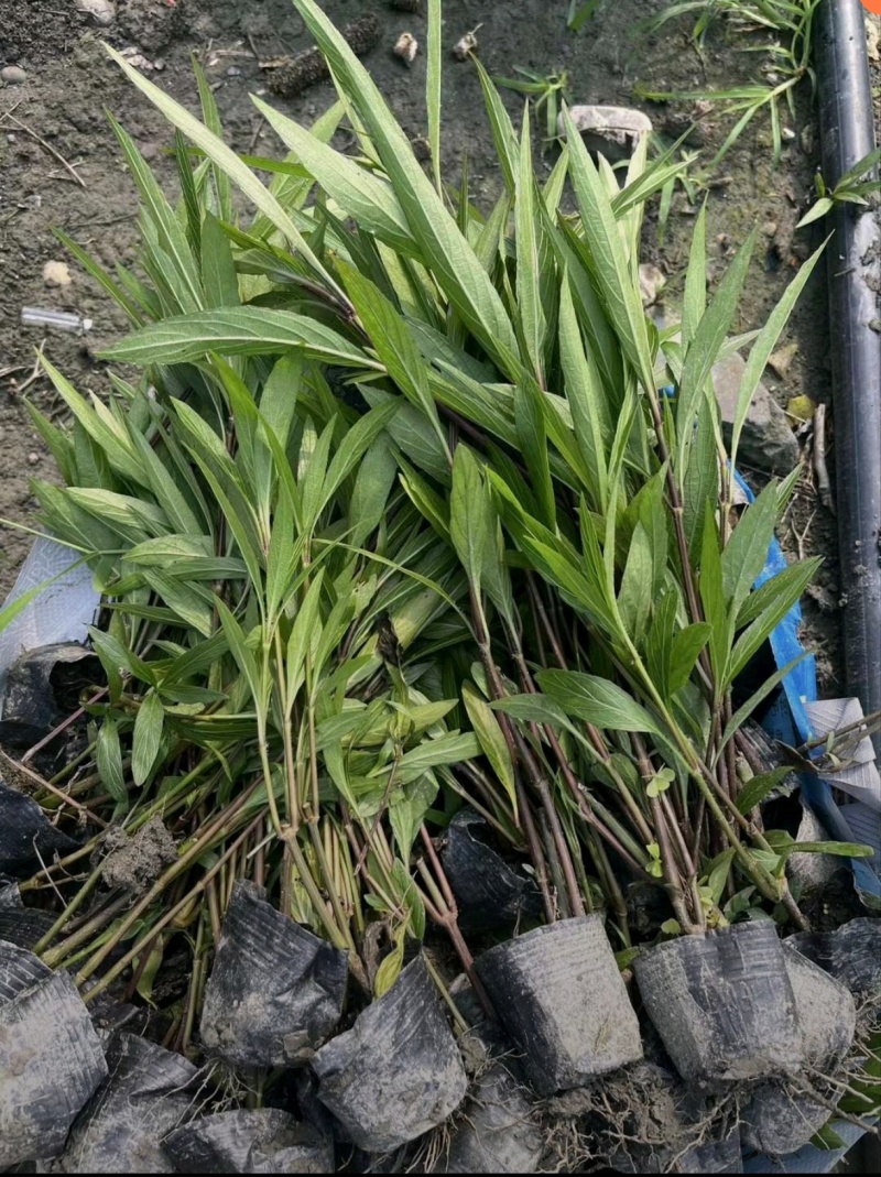 翠芦莉杯苗，高度20-40厘米，各种规格，基地批发