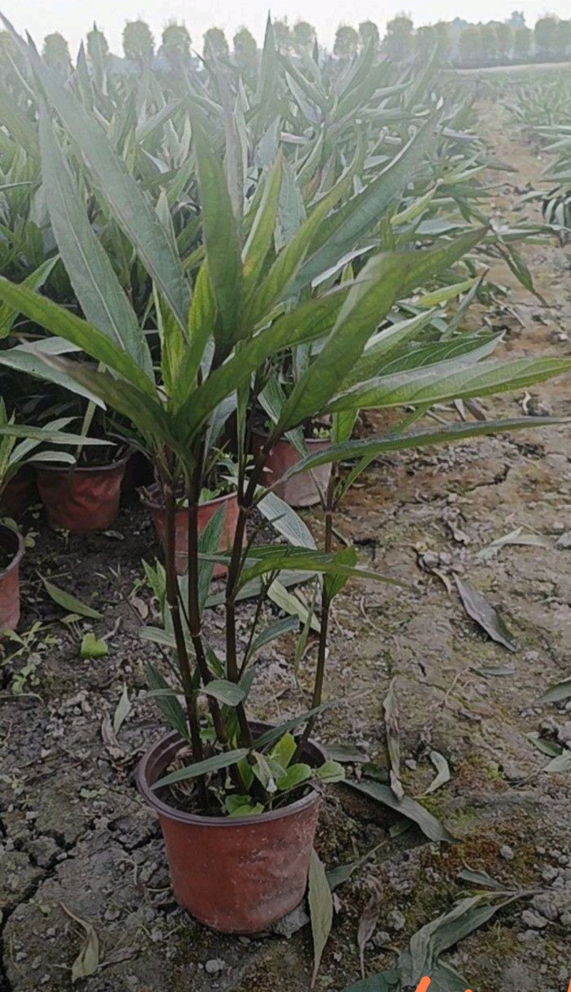 翠芦莉杯苗，高度20-40厘米，各种规格，基地批发