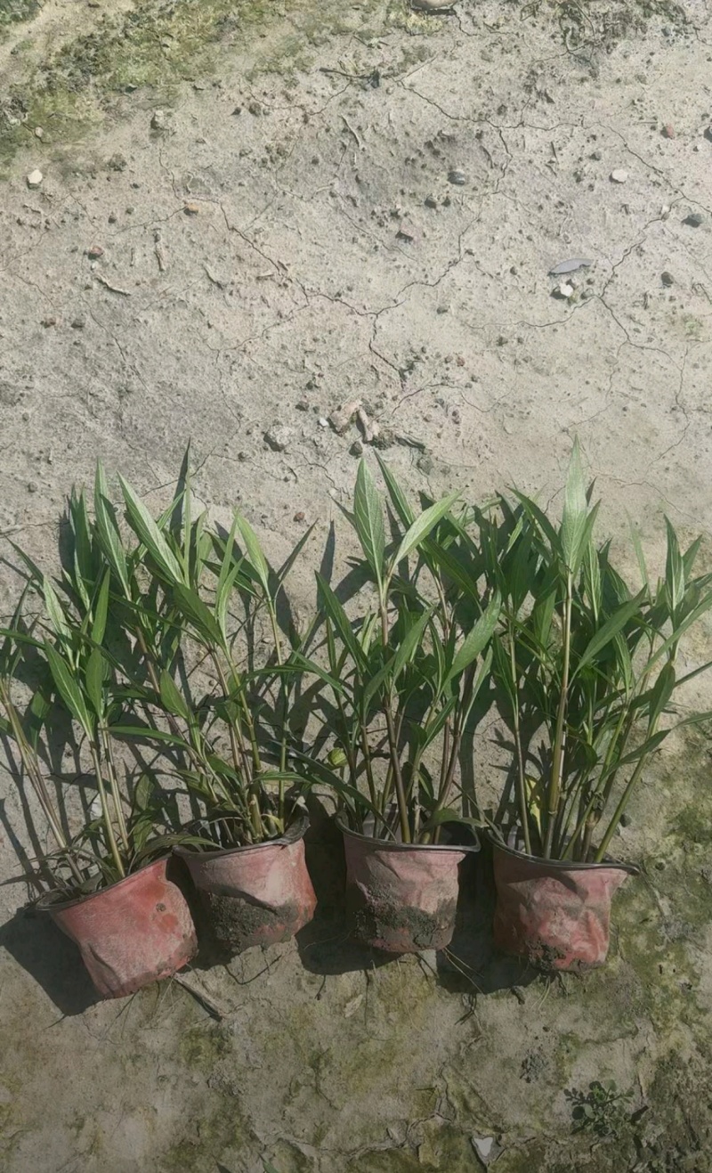 翠芦莉杯苗，高度20-40厘米，各种规格，基地批发