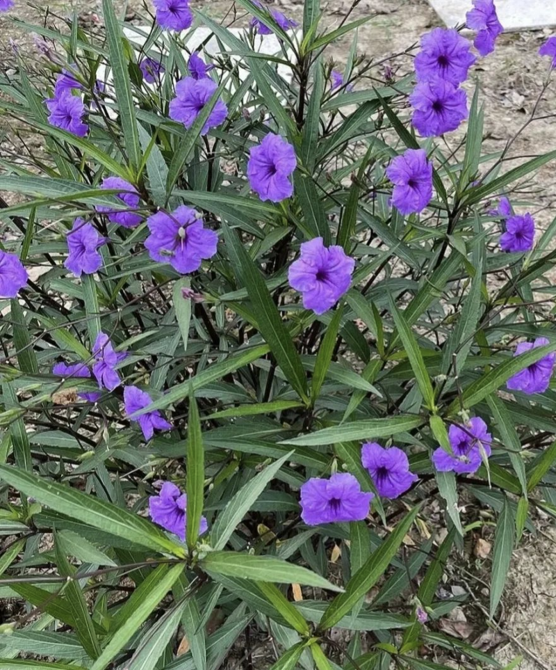 翠芦莉杯苗，高度20-40厘米，各种规格，基地批发