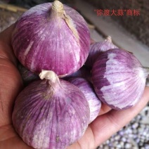 独头蒜云南紫皮全干新鲜基地直发批发