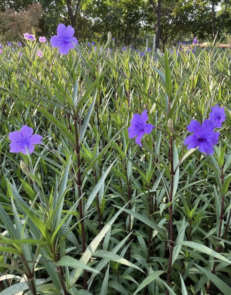 翠芦莉杯苗，高度20-40厘米，各种规格，基地批发