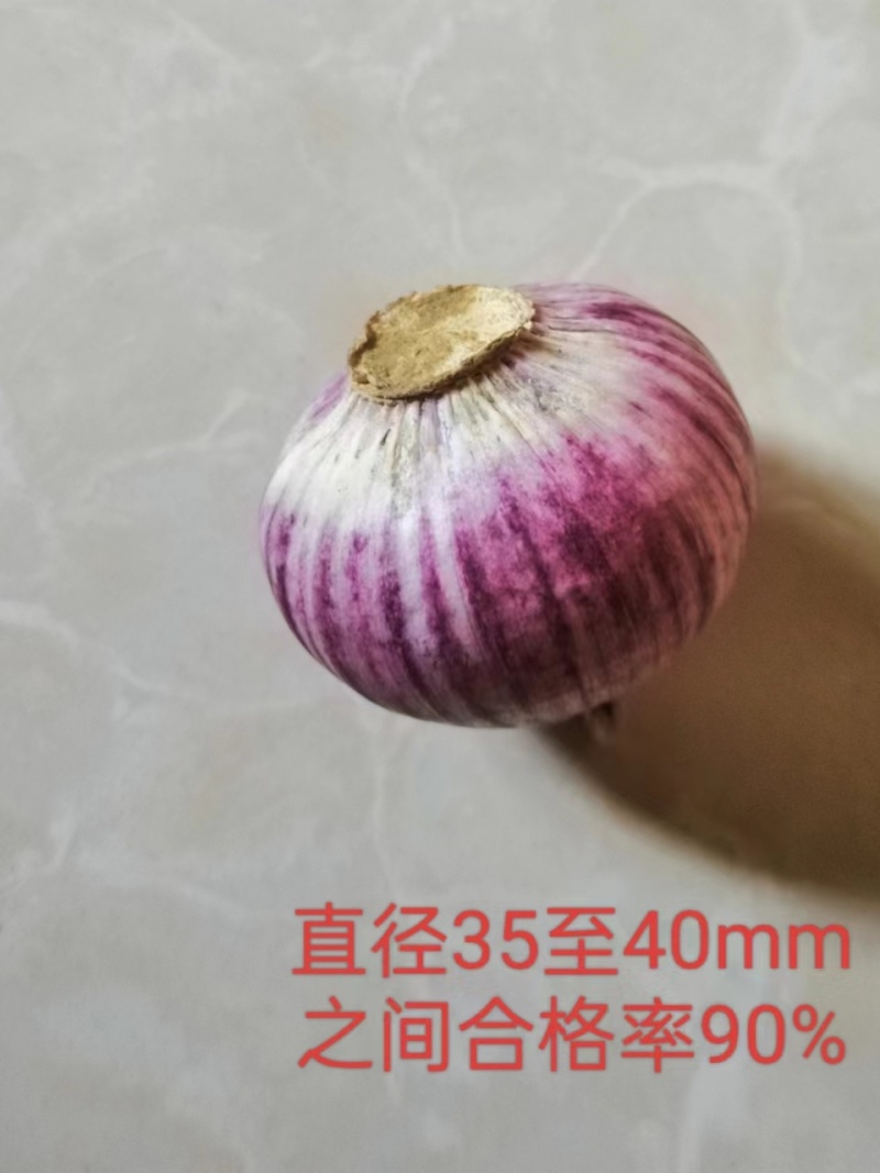 独头蒜云南紫皮全干新鲜基地直发批发