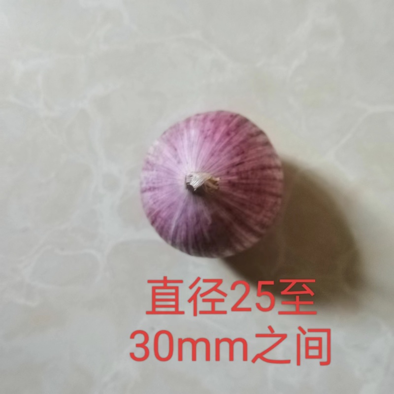 独头蒜云南紫皮全干新鲜基地直发批发
