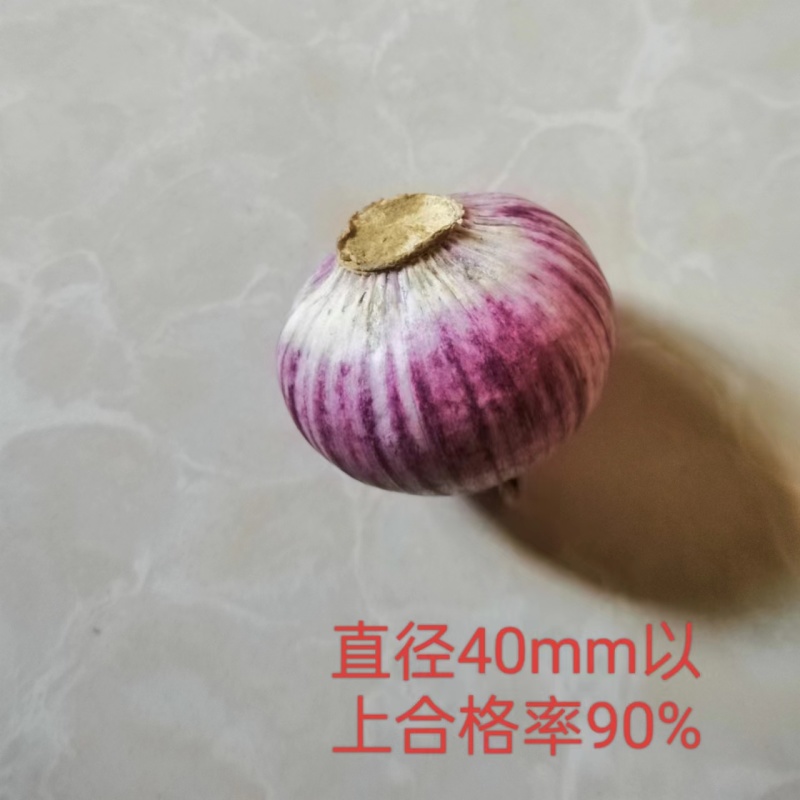 独头蒜云南紫皮全干新鲜基地直发批发