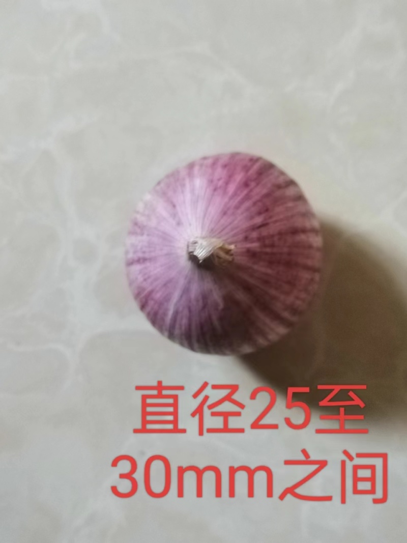 独头蒜云南紫皮全干新鲜基地直发批发
