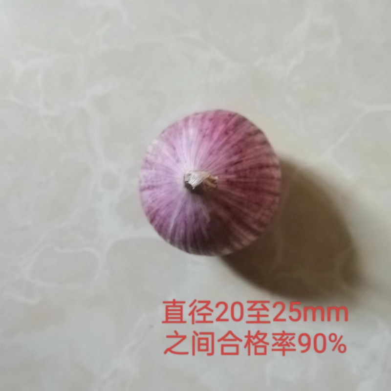 独头蒜云南紫皮全干新鲜基地直发批发