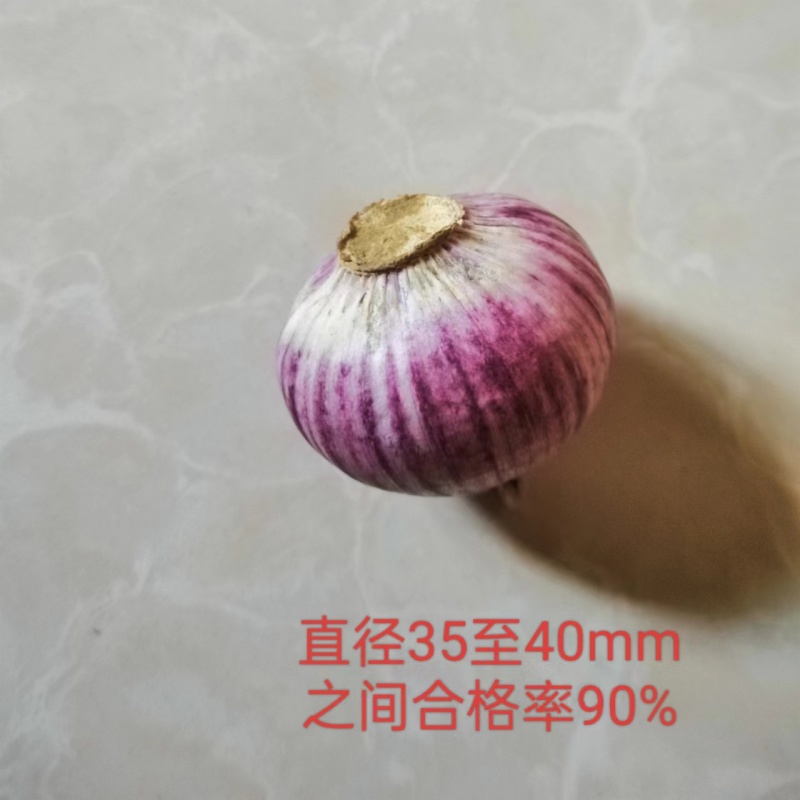 独头蒜云南紫皮全干新鲜基地直发批发