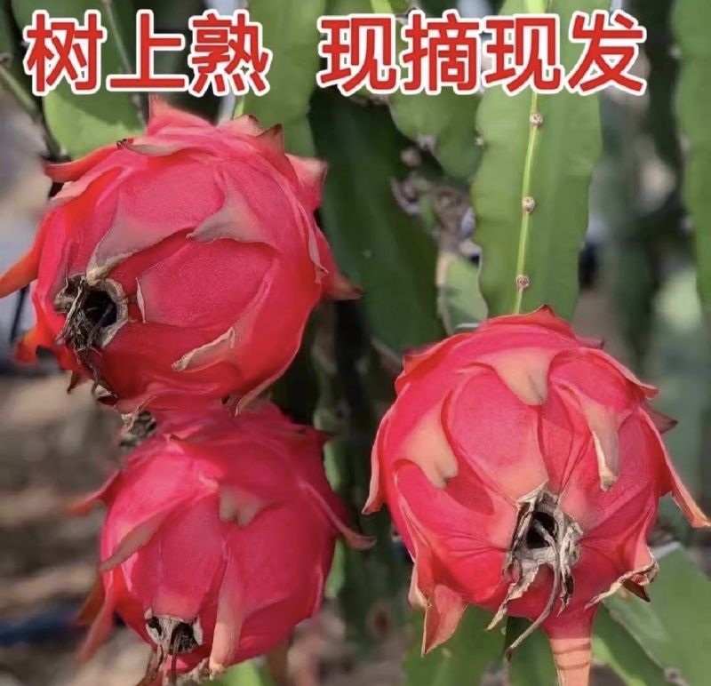 精品红心火龙果大量上市对接市场电商欢迎来电咨询