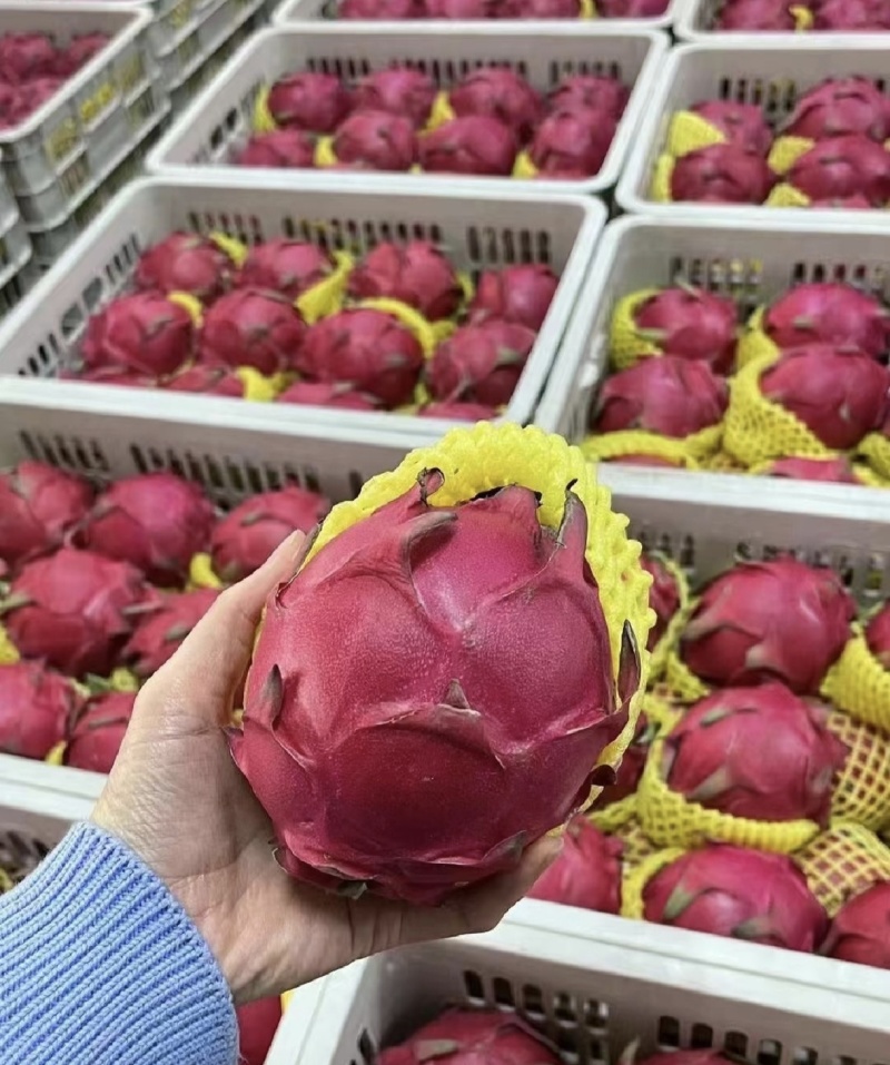 精品红心火龙果大量上市对接市场电商欢迎来电咨询