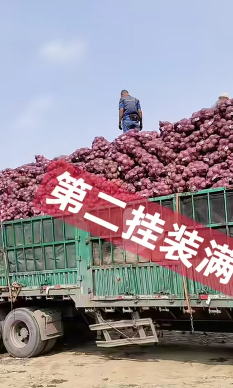 葱头
