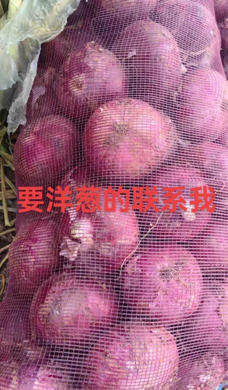 葱头