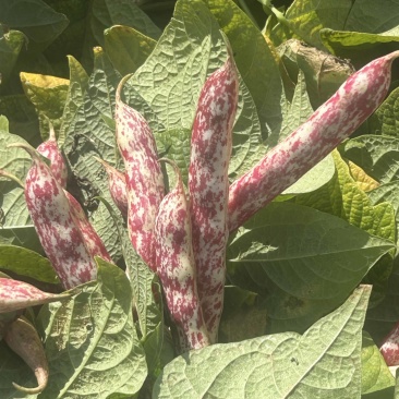 红花豆