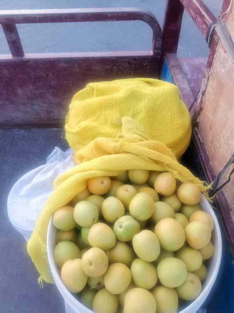 荷兰香蜜杏大量现货供应中，产地直发，对接市场，超市，电商