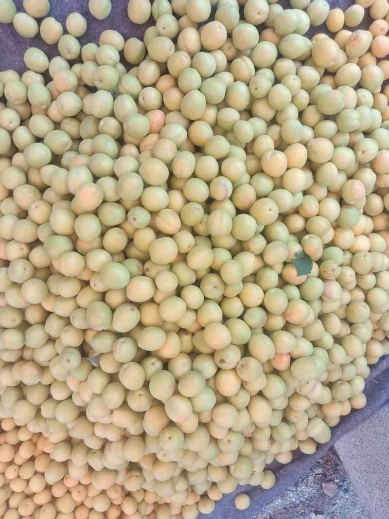 荷兰香蜜杏大量现货供应中，产地直发，对接市场，超市，电商
