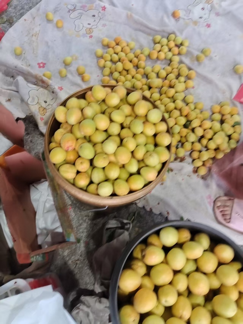 荷兰香蜜杏大量现货供应中，产地直发，对接市场，超市，电商