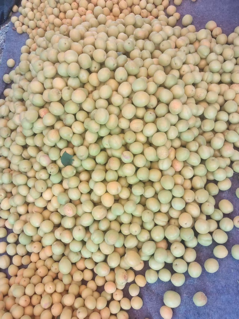 荷兰香蜜杏大量现货供应中，产地直发，对接市场，超市，电商