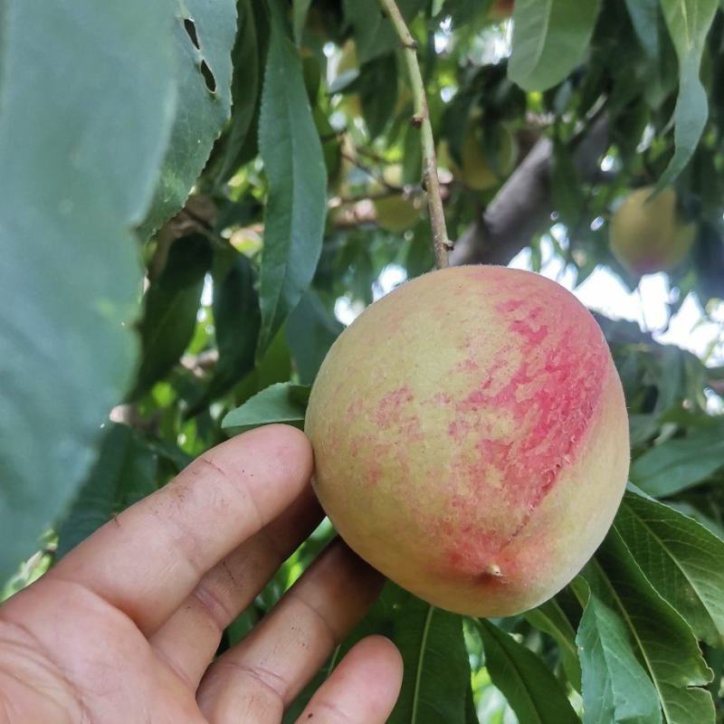 砀山产区水蜜桃大量上市欢迎采购