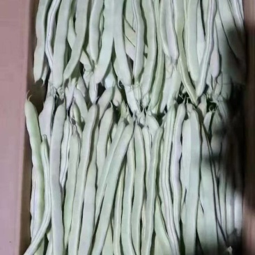 产地直发大量现货百不老！白云豆！
