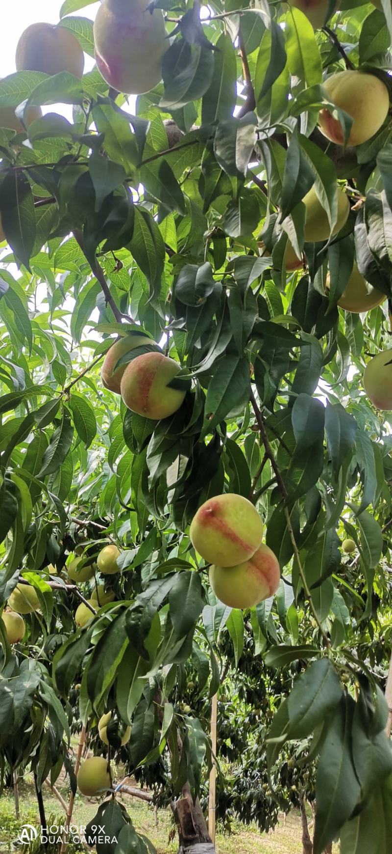 砀山产区水蜜桃大量上市欢迎采购