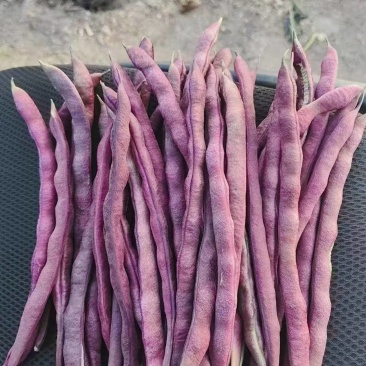 大紫袍豆角