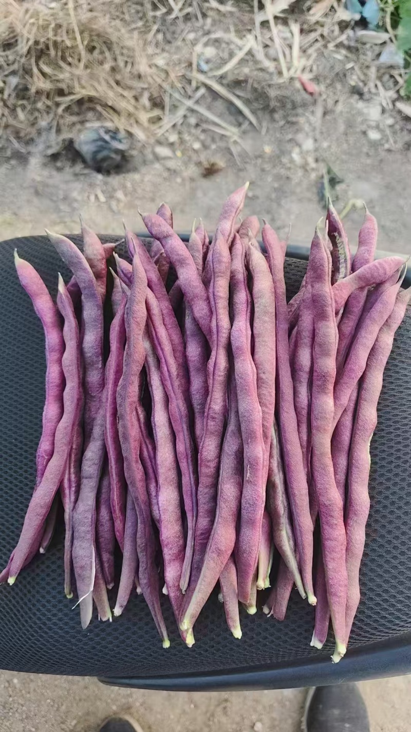 大紫袍豆角