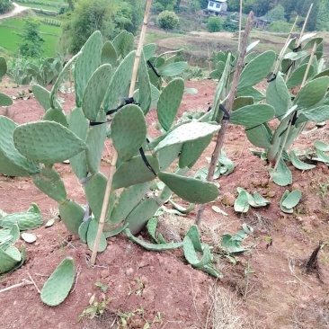 进口品种可食用仙人掌：蔬菜片，种植片，种植带根苗。
