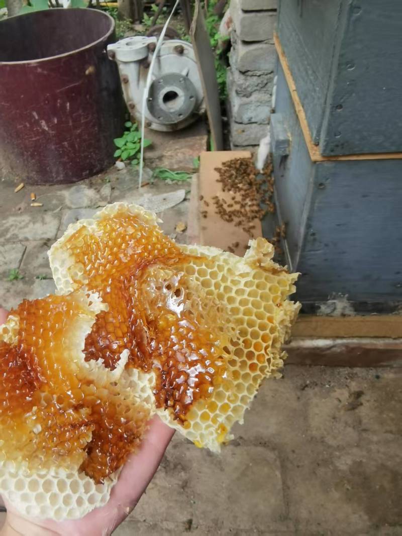 ***自产土蜂蜜槐花枣花百花梓花等等