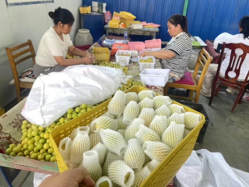咱们地头发货，四个场地同时开工[呲牙]需要的来约价格美丽