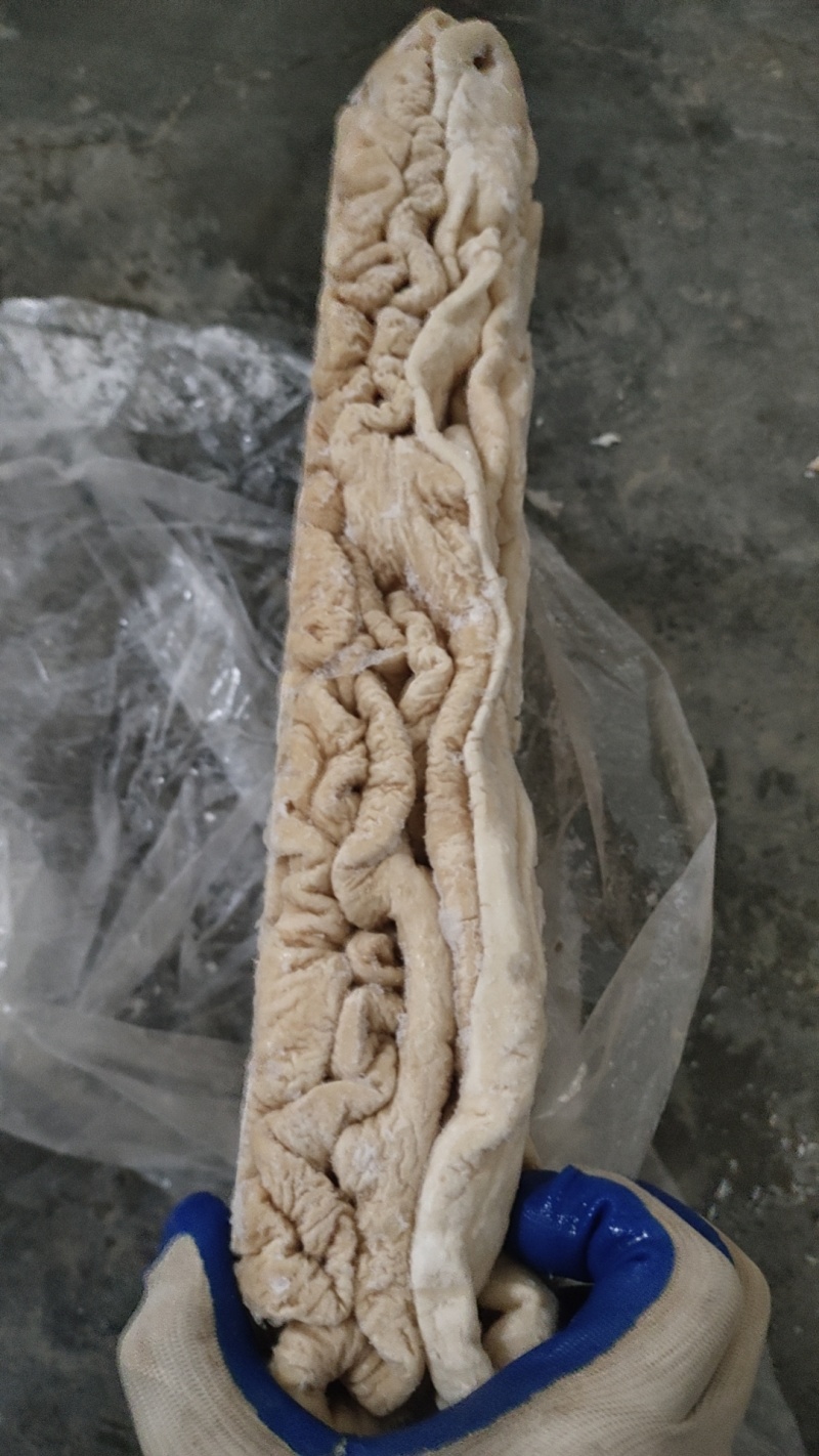 精品大肠