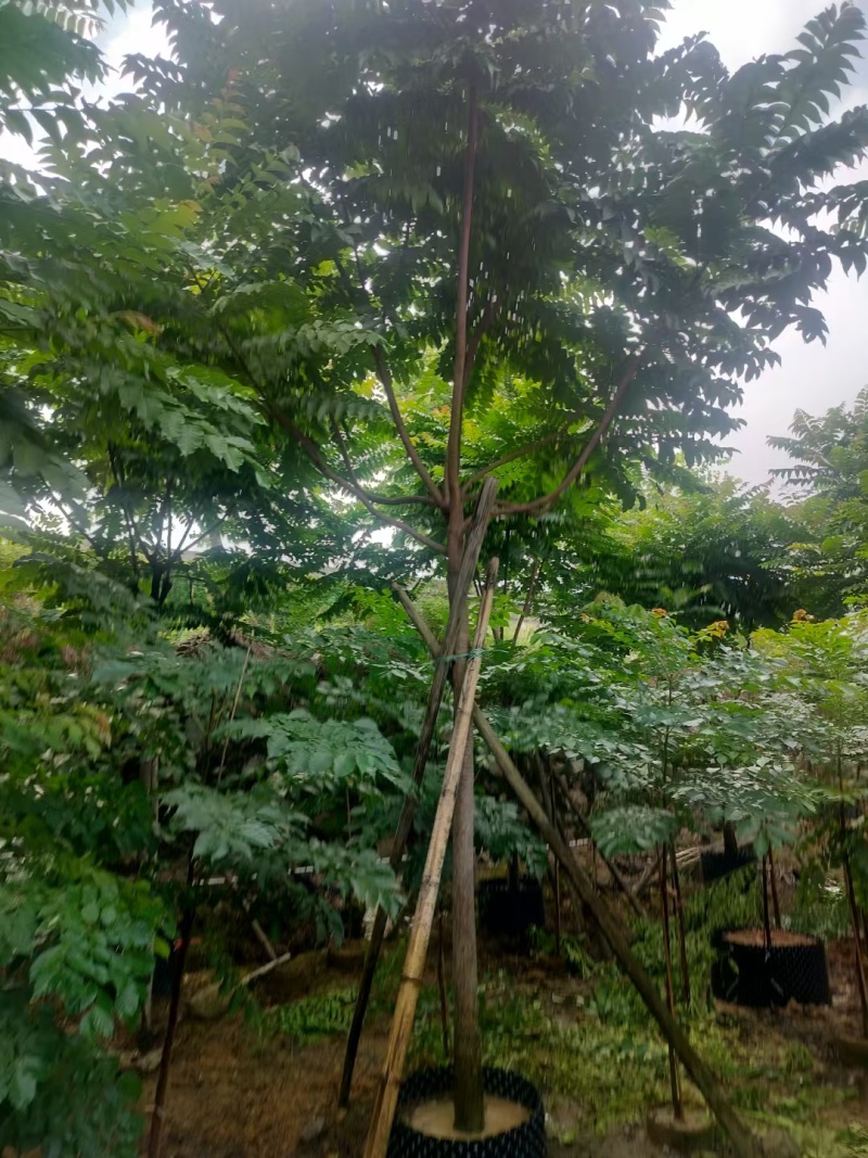 麻楝绿化苗木麻楝绿化苗木基本直发量大优惠