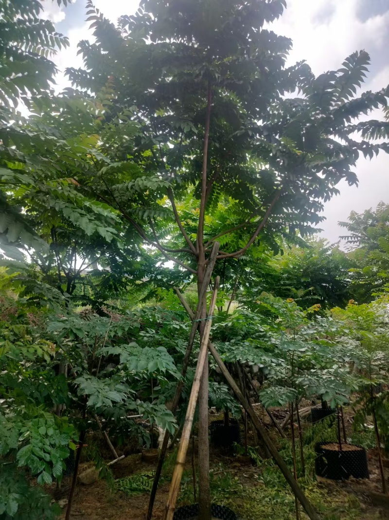 麻楝绿化苗木麻楝绿化苗木基本直发量大优惠