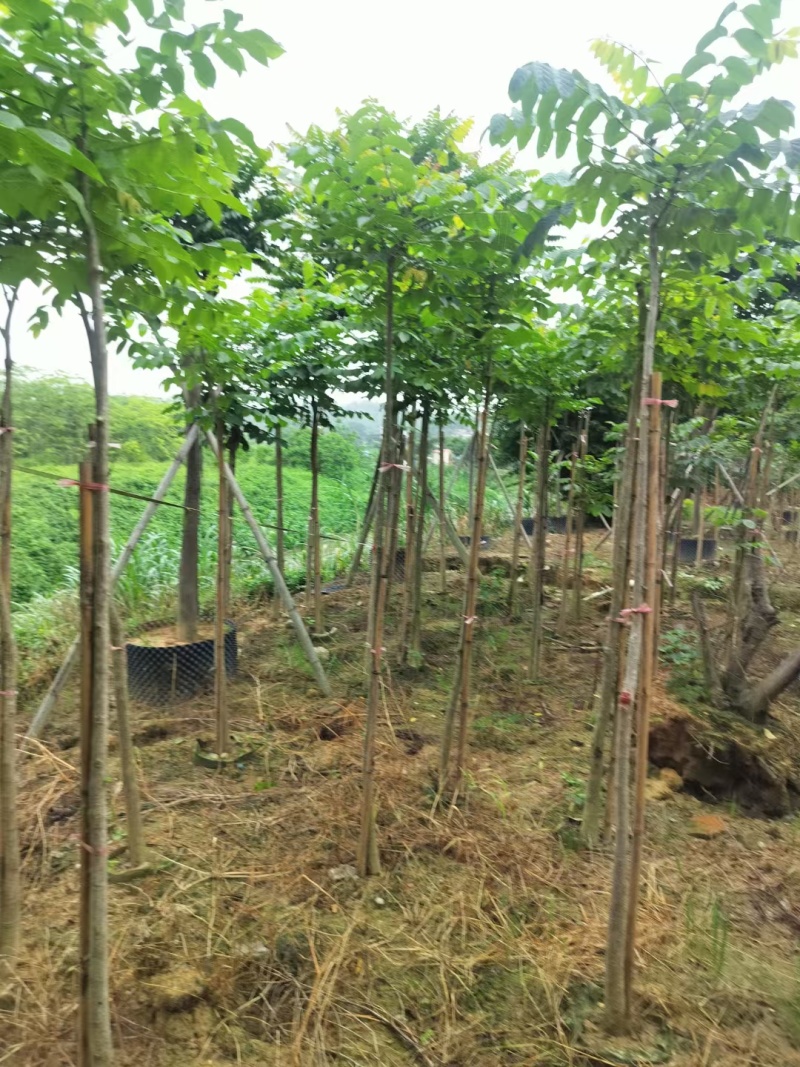 麻楝绿化苗木麻楝绿化苗木基本直发量大优惠