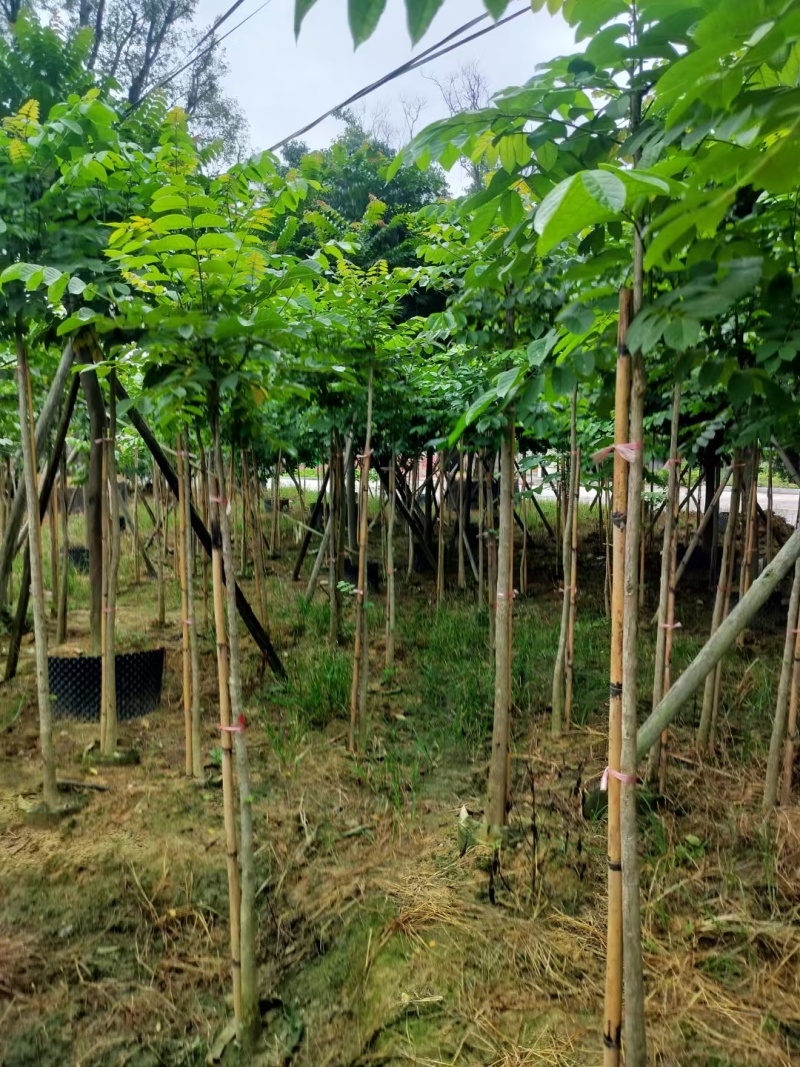 麻楝绿化苗木麻楝绿化苗木基本直发量大优惠