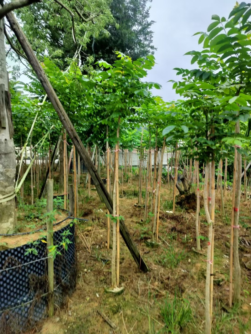 麻楝绿化苗木麻楝绿化苗木基本直发量大优惠