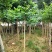 麻楝绿化苗木麻楝绿化苗木基本直发量大优惠