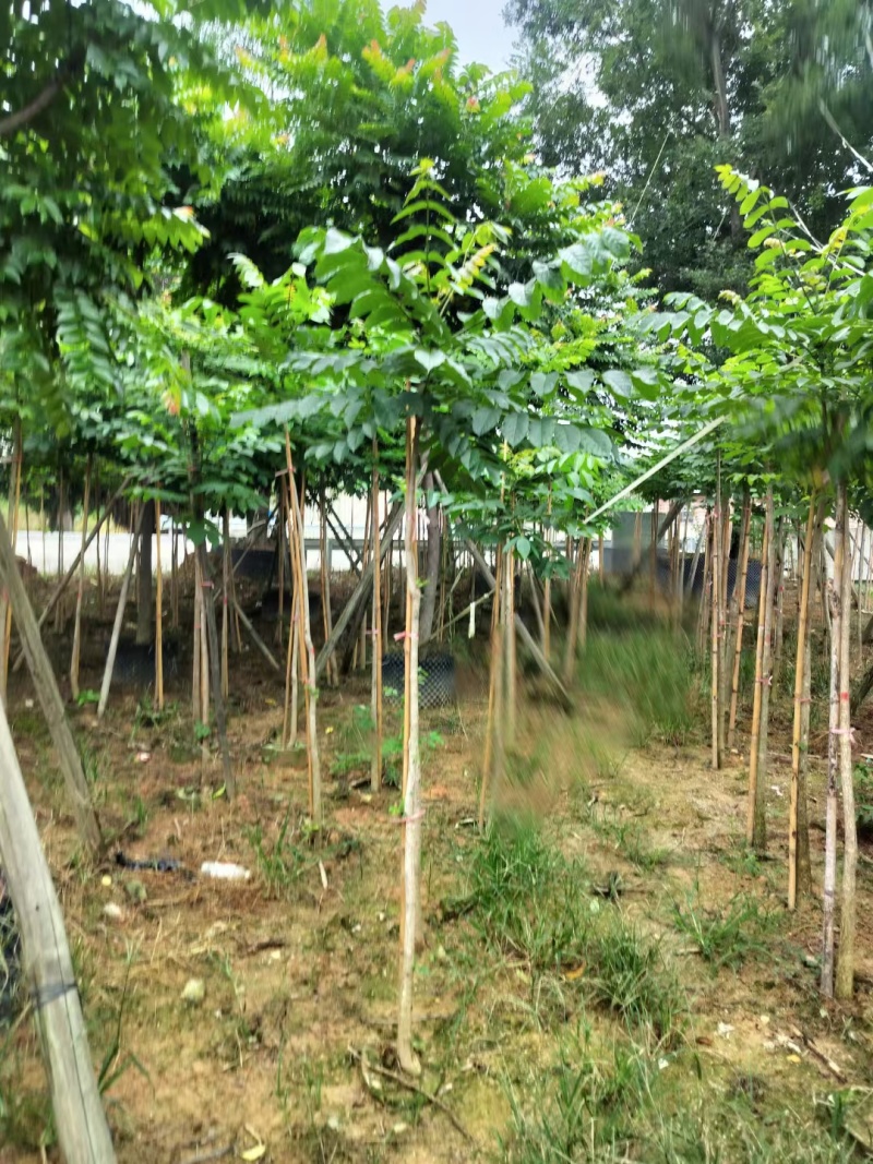 麻楝绿化苗木麻楝绿化苗木基本直发量大优惠