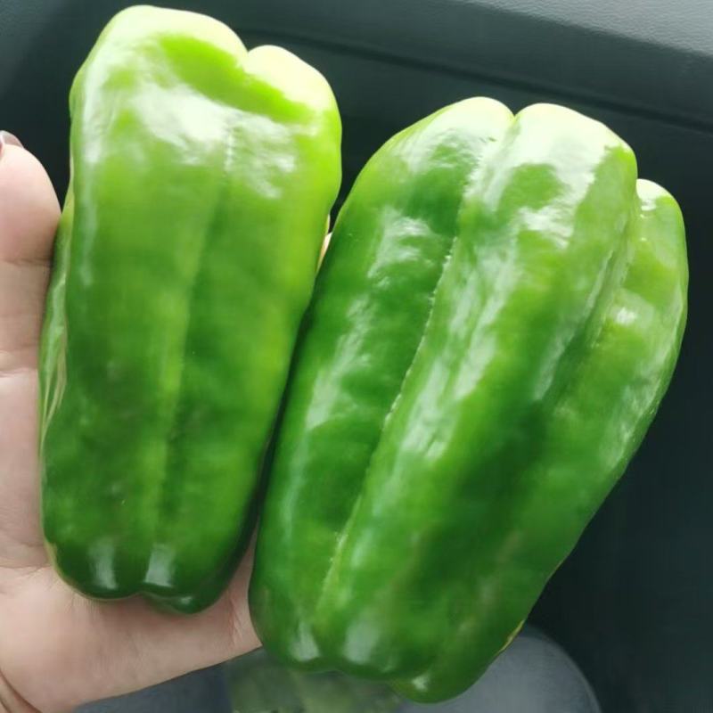 大辣椒