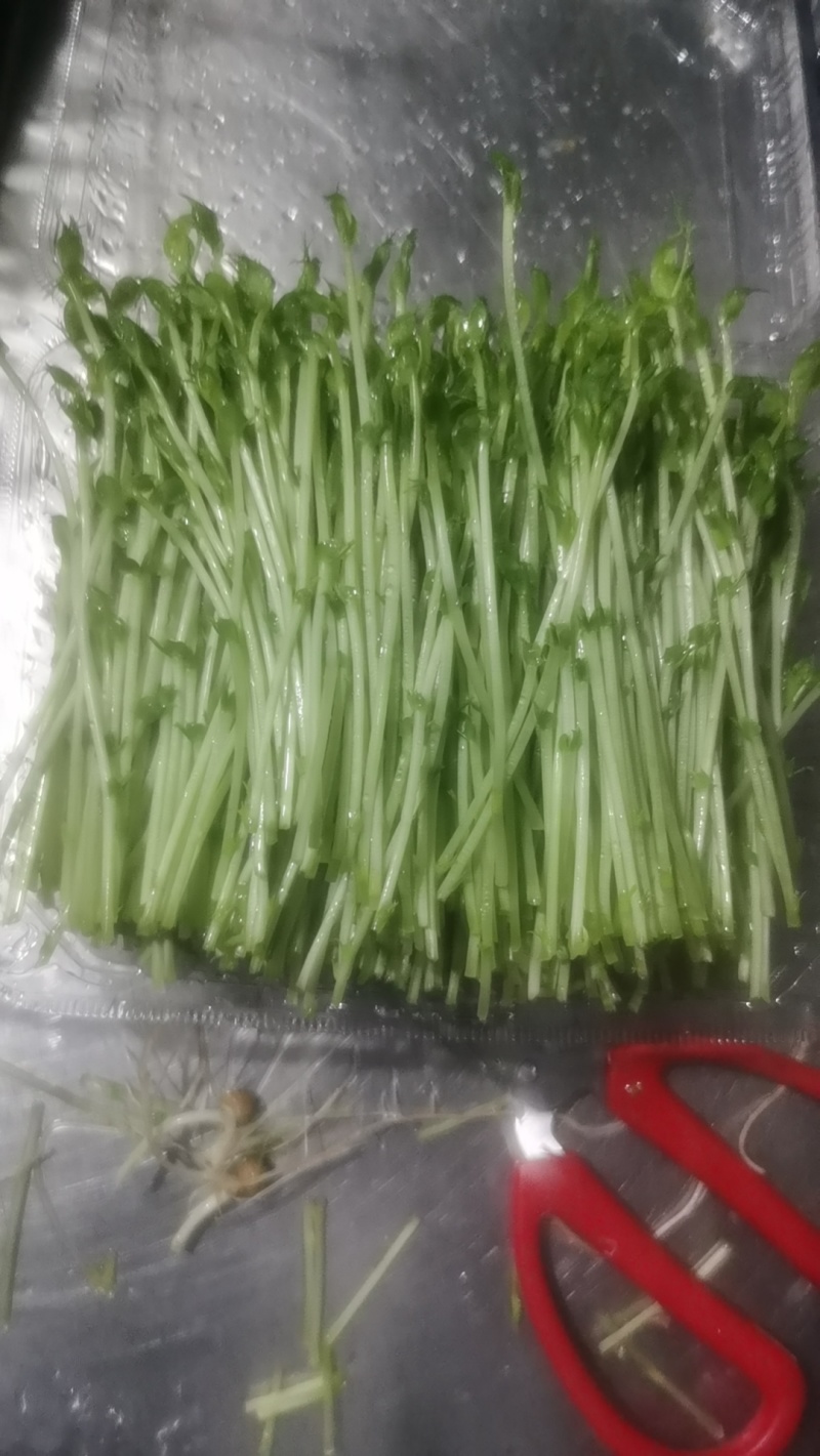 豌豆苗