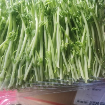 豌豆苗
